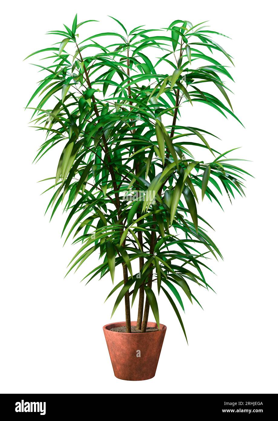 3D-Rendering eines Ficus alii oder Ficus maclellandii oder Bananenblattfeige isoliert auf weißem Hintergrund Stockfoto