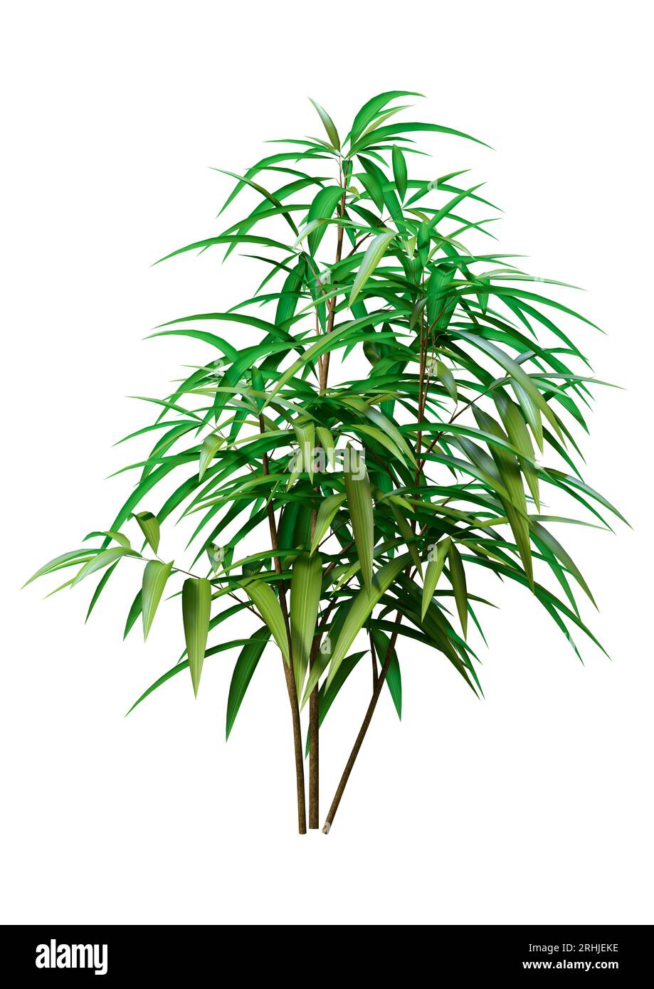 3D-Rendering eines Ficus alii oder Ficus maclellandii oder Bananenblattfeige isoliert auf weißem Hintergrund Stockfoto