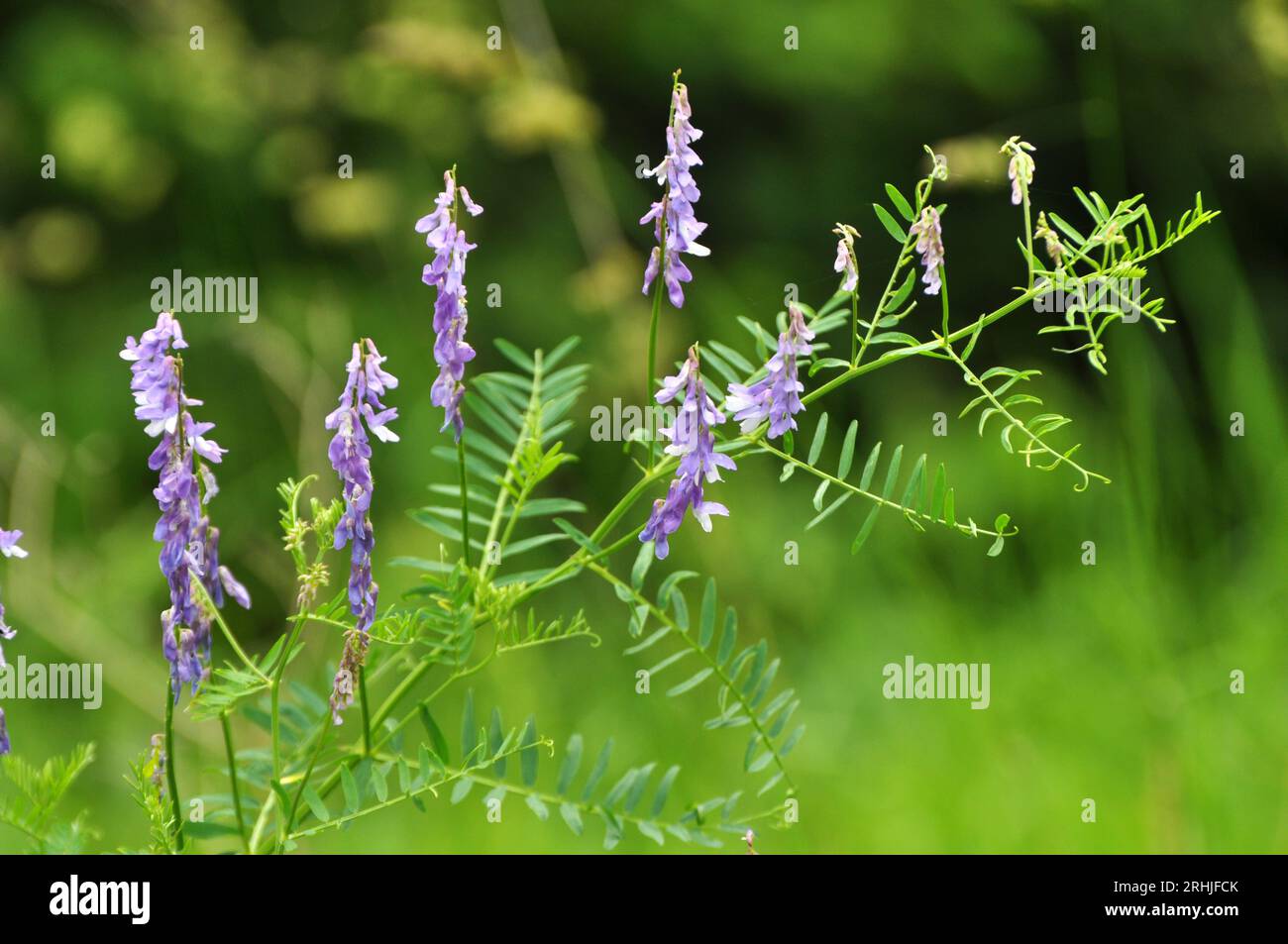 Vicia tenuifolia blüht auf der Wiese in freier Wildbahn Stockfoto