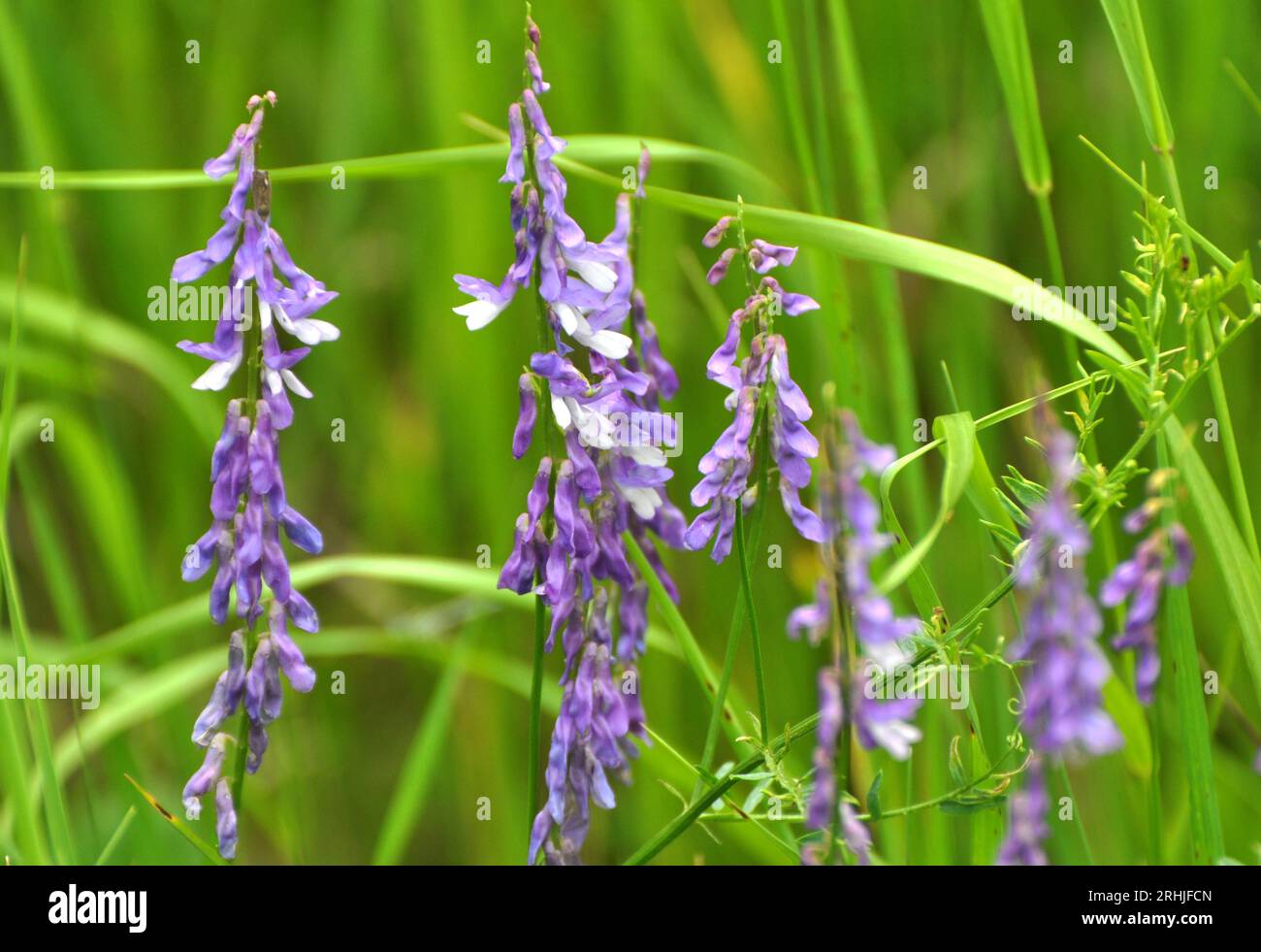 Vicia tenuifolia blüht auf der Wiese in freier Wildbahn Stockfoto