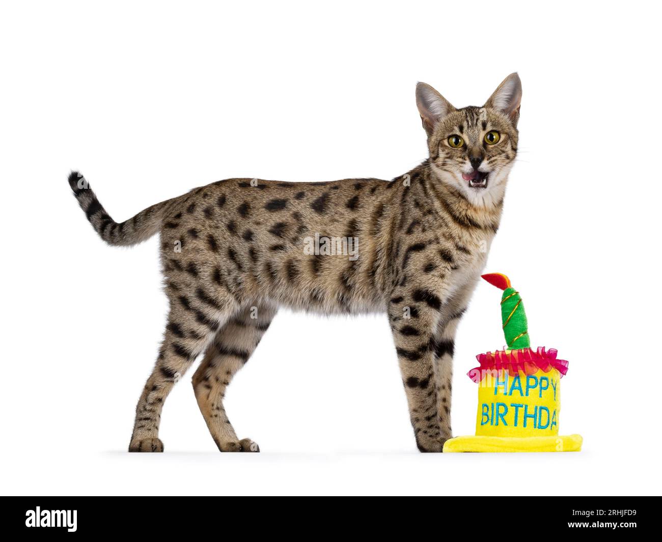 Savannah Katze steht neben Spielzeug Geburtstagskuchen und leckt seinen Mund. Blick direkt in Richtung Kamera. Isoliert auf weißem Hintergrund. Stockfoto