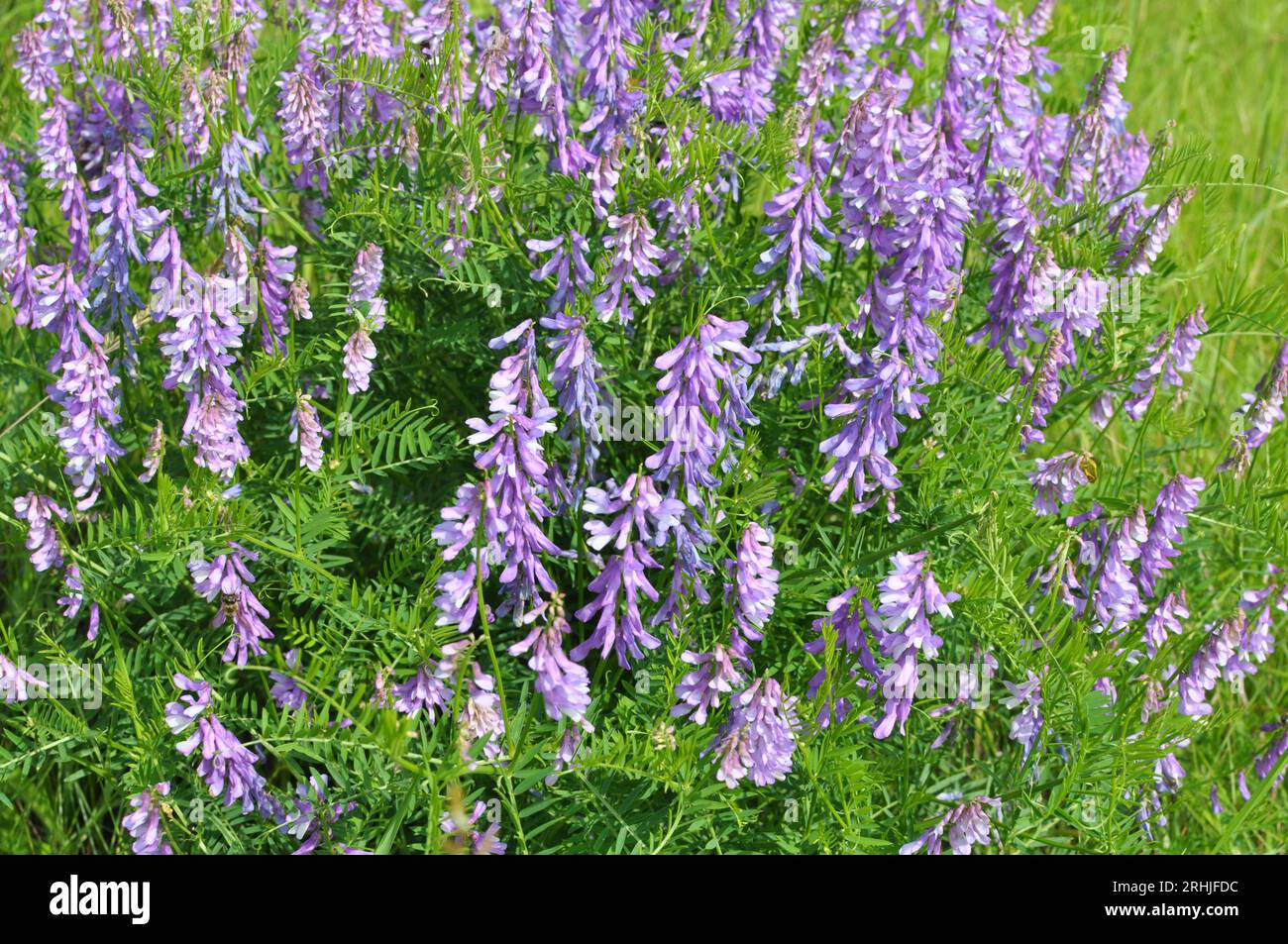 Vicia tenuifolia blüht auf der Wiese in freier Wildbahn Stockfoto