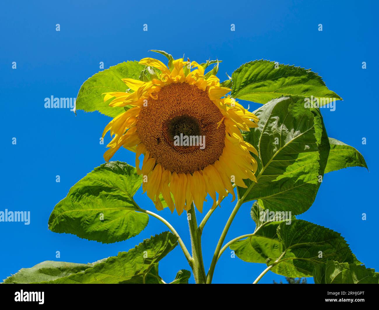 Ein einzelner hellgelber Sonnenblumenkopf vor einem klaren blauen Himmelshintergrund Stockfoto