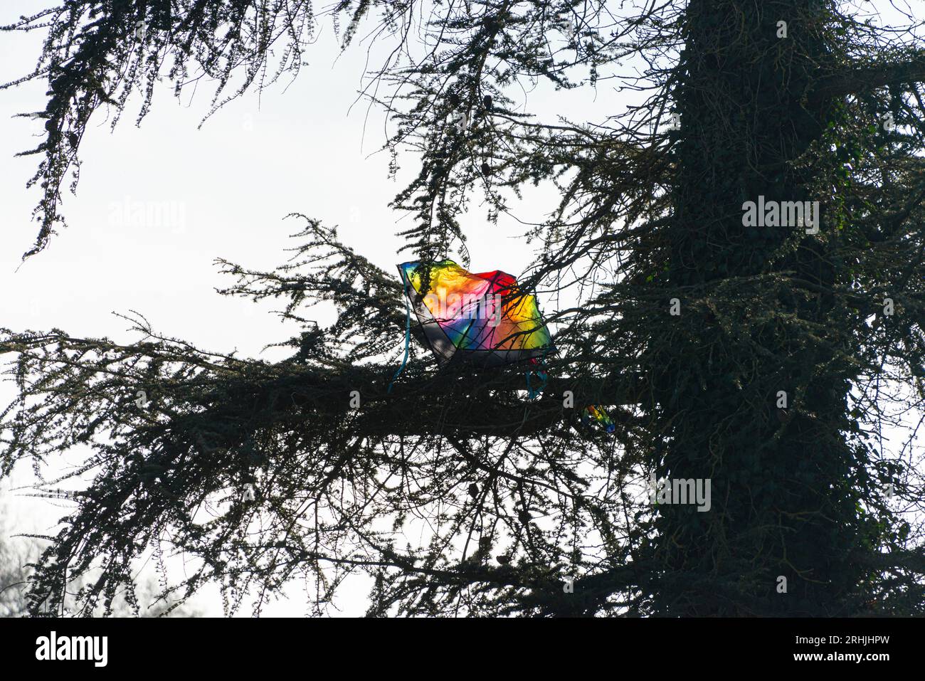 Ein farbenfroher Drache, der in den Zweigen eines Baumes steckt Stockfoto