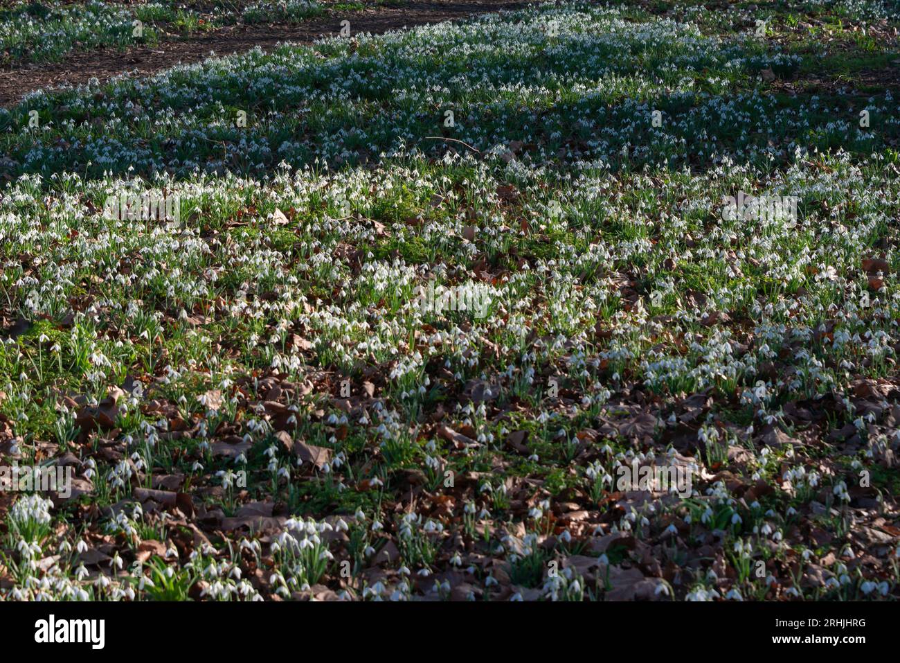 Gewöhnliche Schneeglöckchen (Galanthus nivalis) bedecken den Boden Stockfoto