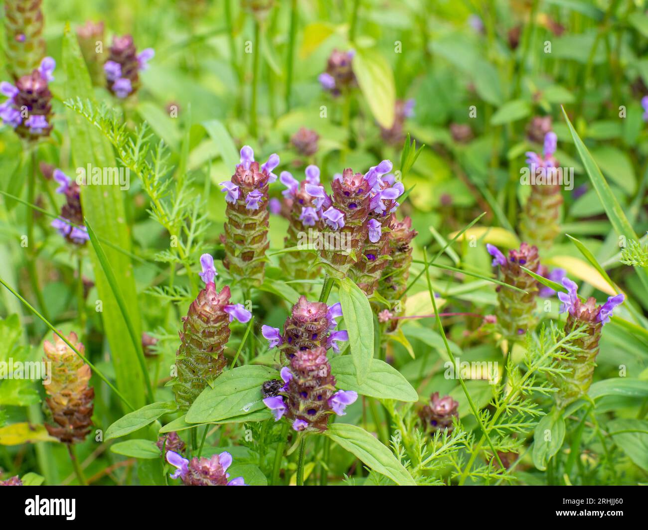 Blüten eines gemeinen Selfheals, Prunella vulgaris, die auf dem Feld wächst Stockfoto