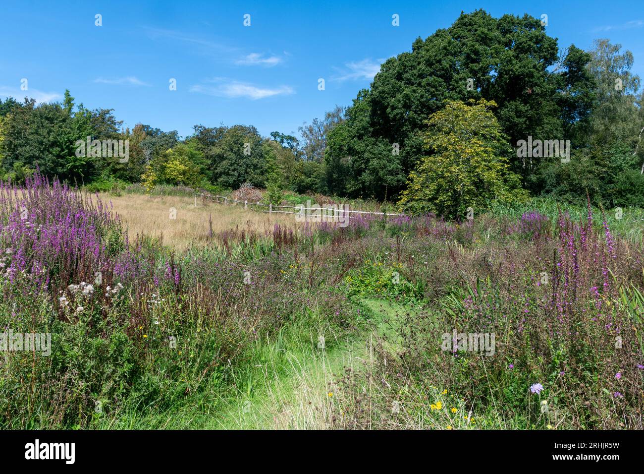 Furzey Gardens, eine Besucherattraktion im New Forest National Park, Hampshire, England, Großbritannien, im Sommer. Blick auf die Centenary Meadow Stockfoto