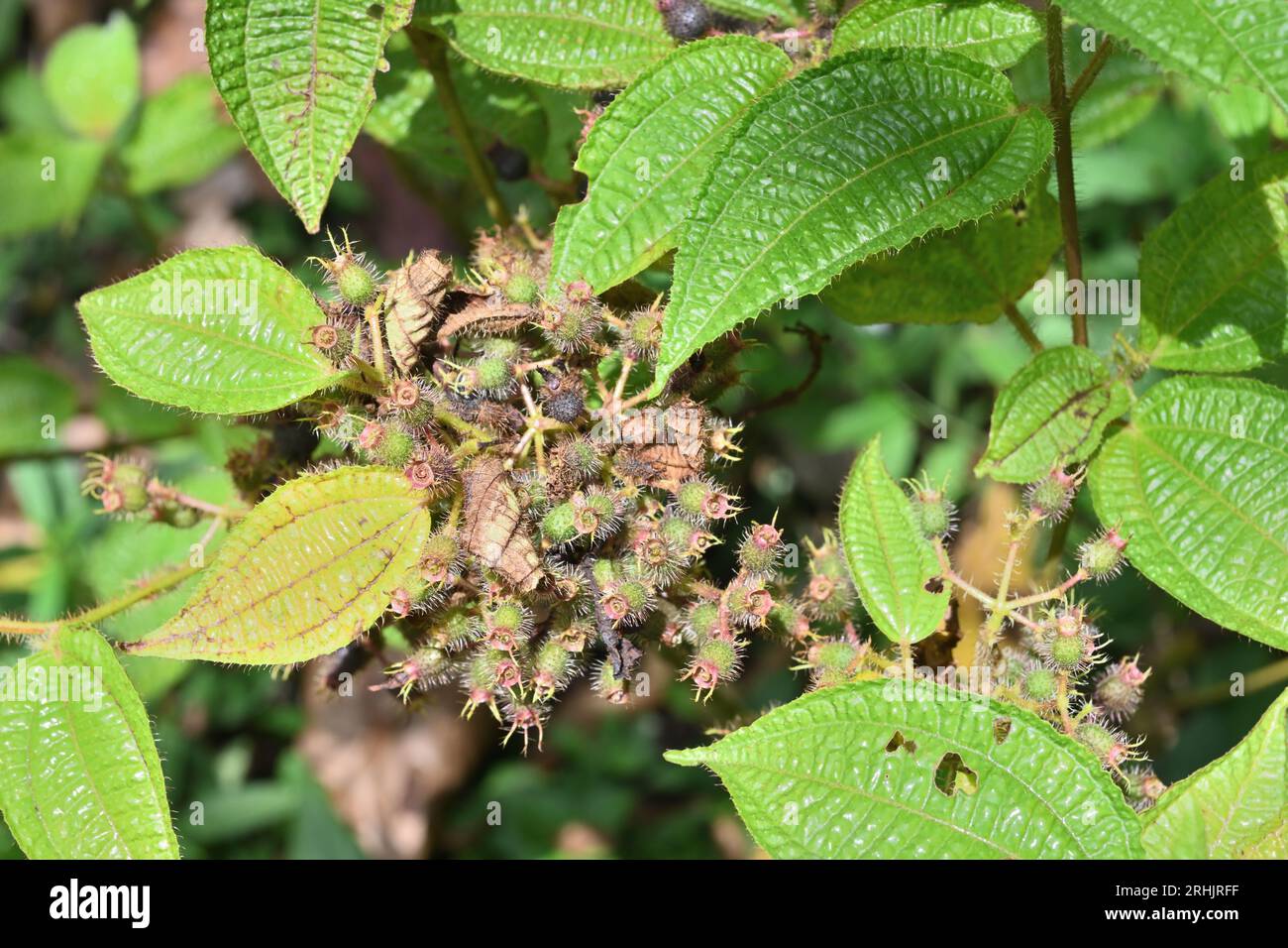 Grüne Haarfrucht einer Soapbush (Miconia crenata) Unkrautpflanze, Blick von oben Stockfoto