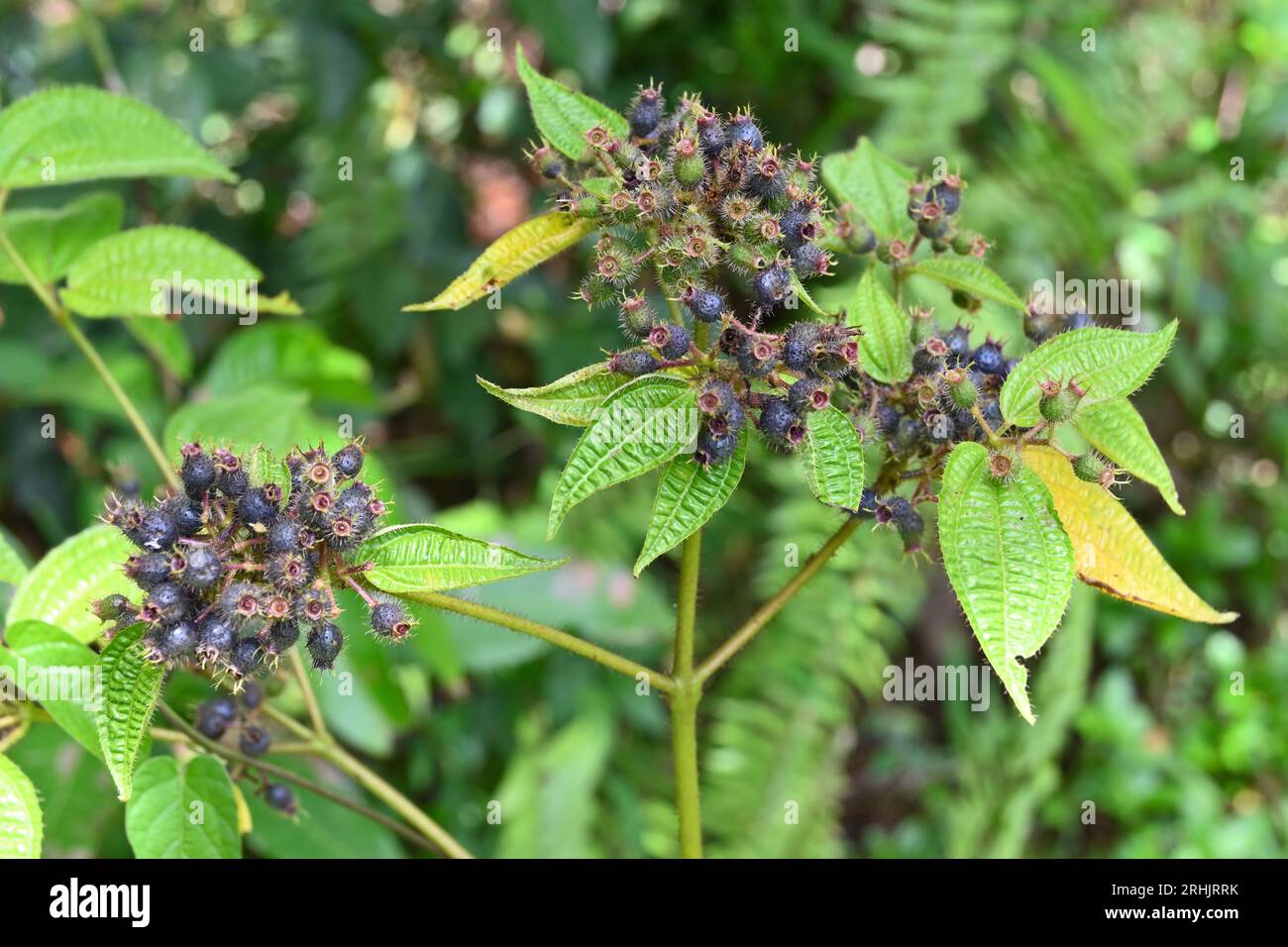 Wenige reife, lila gefärbte, behaarte Früchte wachsen auf einer Soapbush (Miconia crenata)-Unkrautpflanze Stockfoto