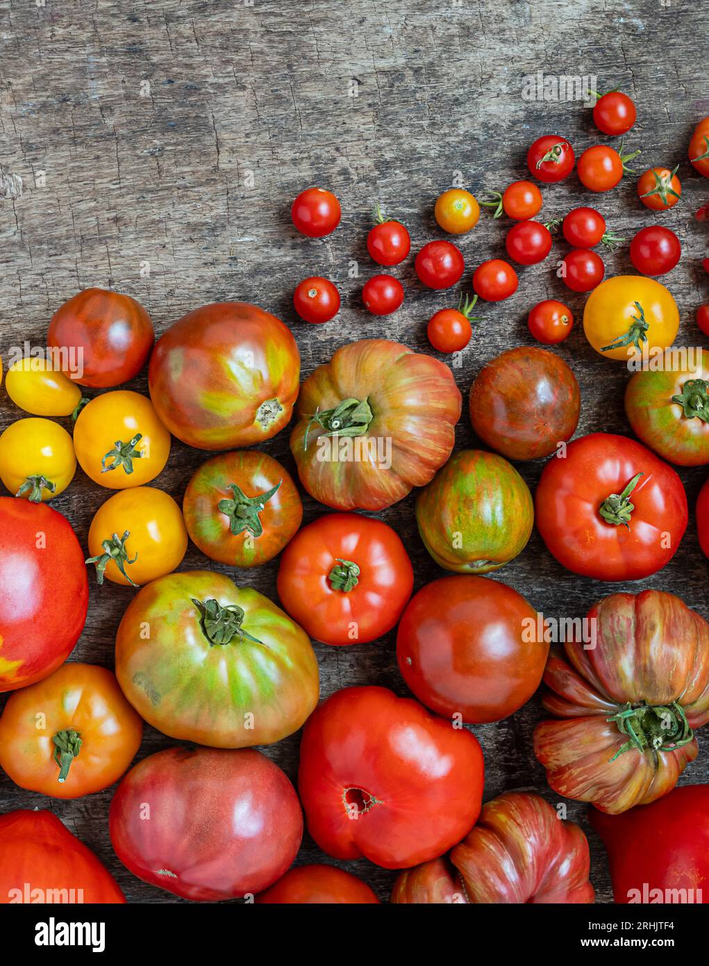 Auswahl an unbehandelten Bio-Tomaten, während Sie Ihre eigenen Lebensmittel anbauen und Ihre eigene Erntemethode entwickeln Stockfoto