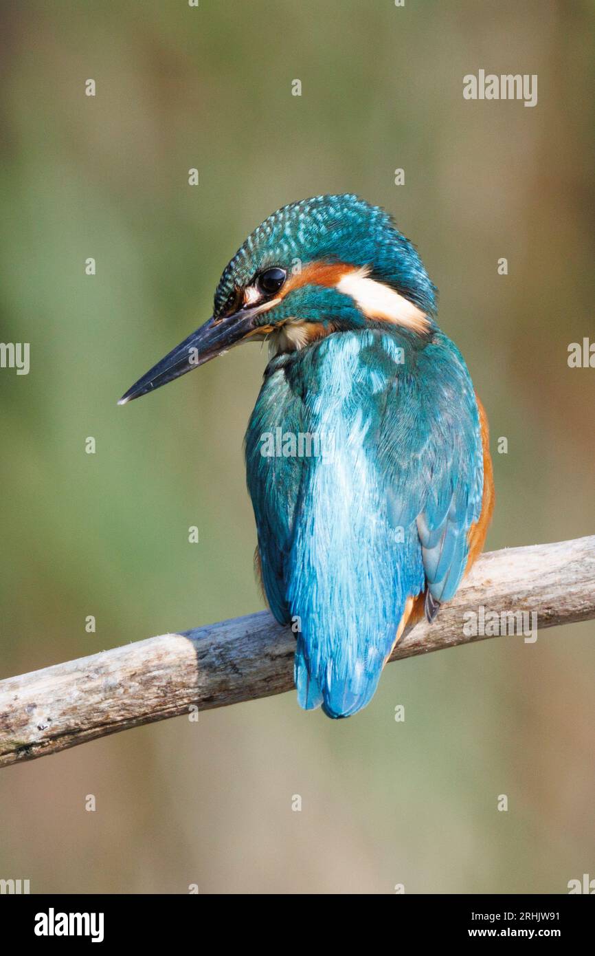 Ein Eisvogel, der in den Feuchtgebieten von RSPB Lakenheath in Suffolk, England, jagt und angeln kann Stockfoto