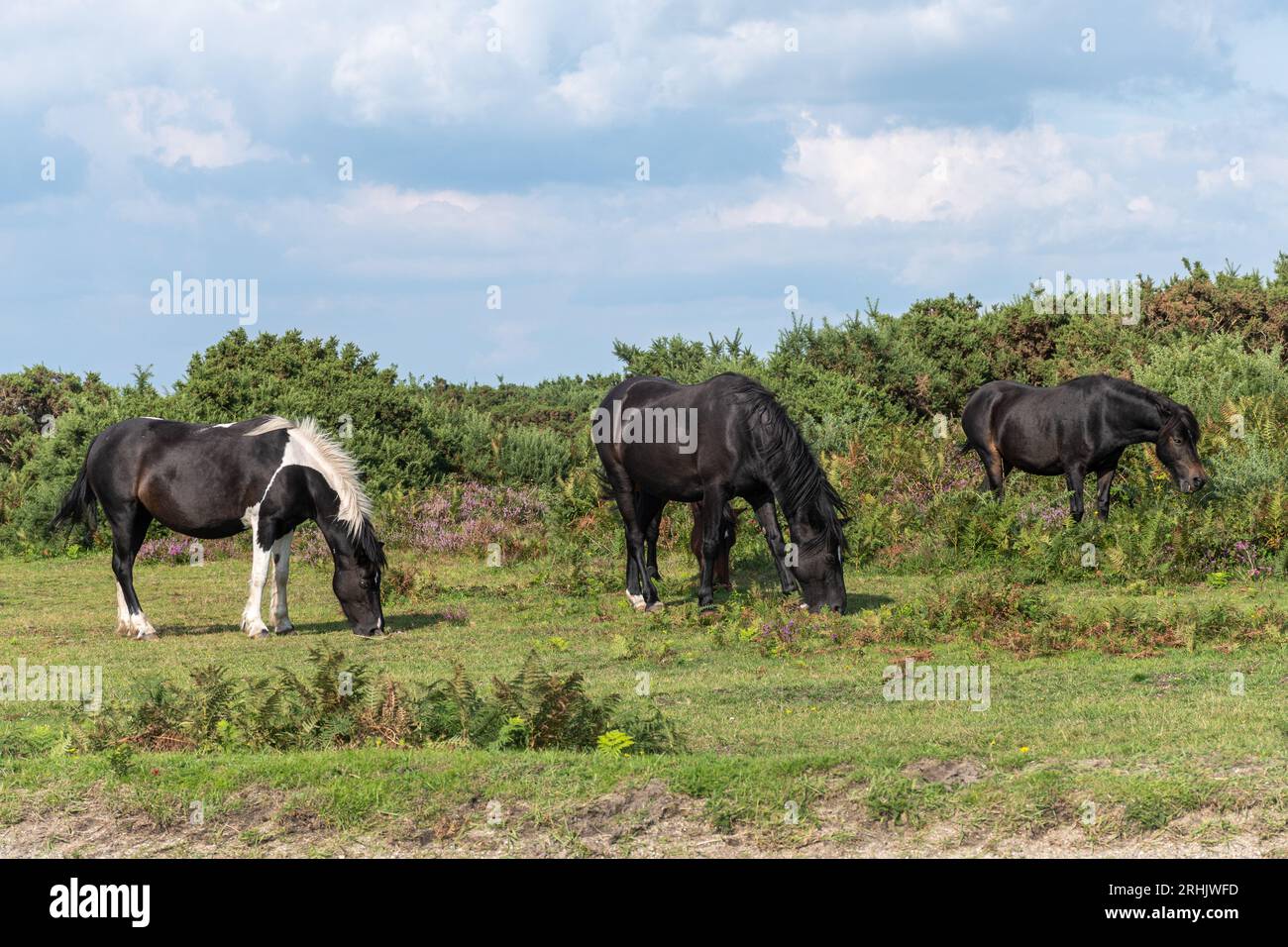 New Forest Ponys weiden auf Heideflächen im Nationalpark, Hampshire, England, Vereinigtes Königreich Stockfoto