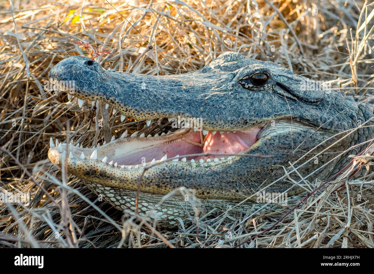 Dieser American Alligator ruhte sich mit offenem Mund aus, als wir in einem Sumpfgebiet im Süden von Texas vorbeifuhren. Stockfoto