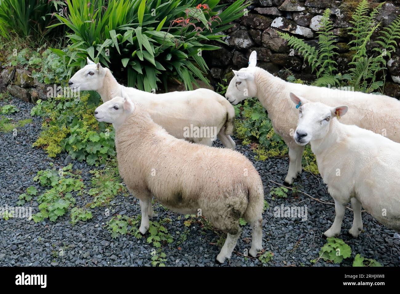 Vier Schafe stehen in einem Garten neben einer Trockenmauer Stockfoto