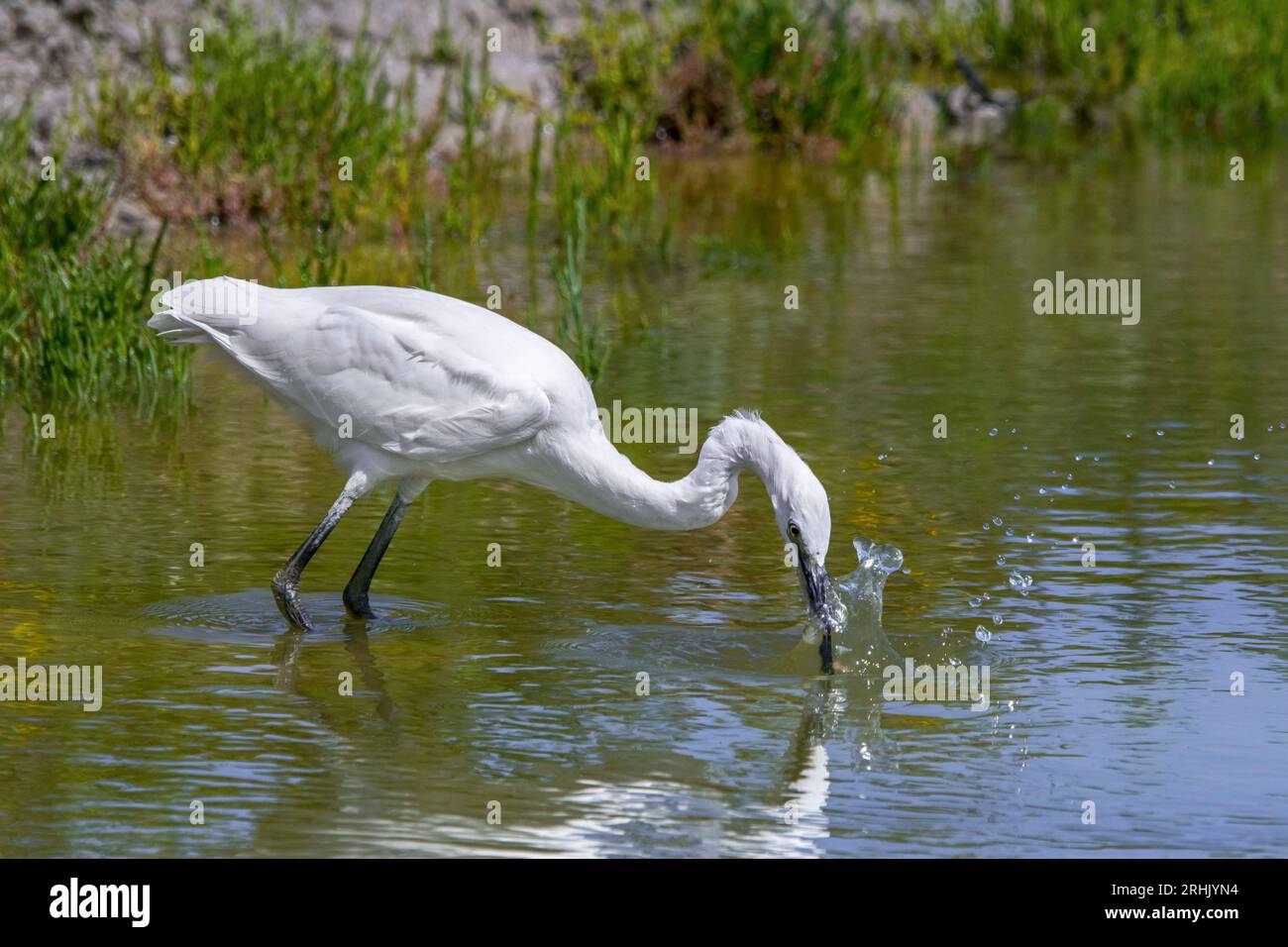 Jungreiher (Egretta garzetta), der im Sommer im Flachwasser des Teichs sticht Stockfoto