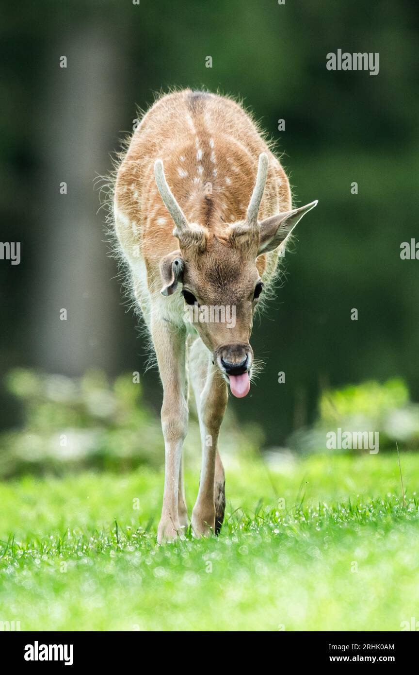 Rottweil, Deutschland. Aug. 2023. Ein Damhirsch spaziert in einem Wildgehege. Quelle: Silas Stein/dpa/Alamy Live News Stockfoto