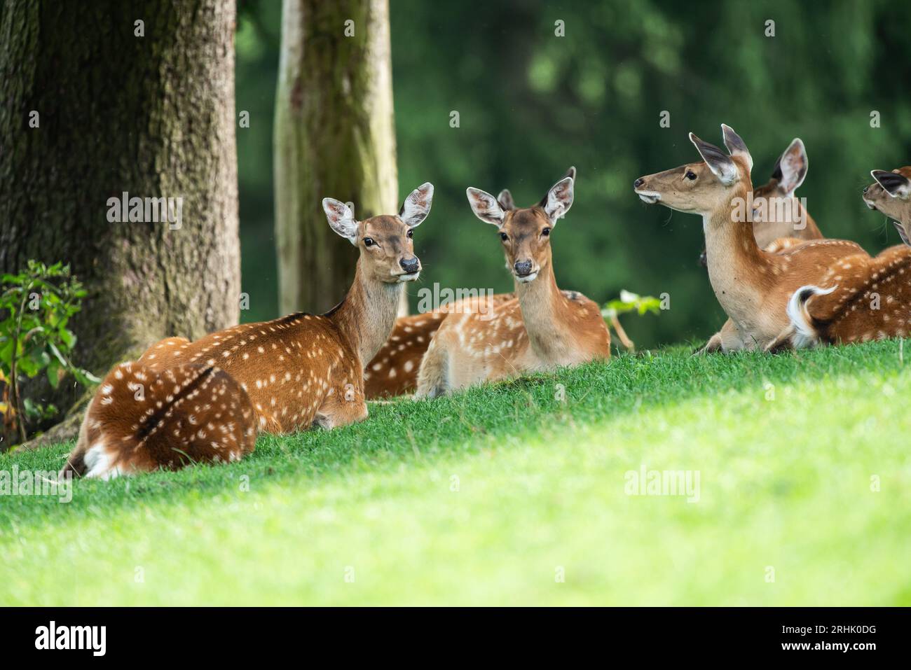 Rottweil, Deutschland. Aug. 2023. Damhirsche sitzen in einem Wildgehege. Quelle: Silas Stein/dpa/Alamy Live News Stockfoto