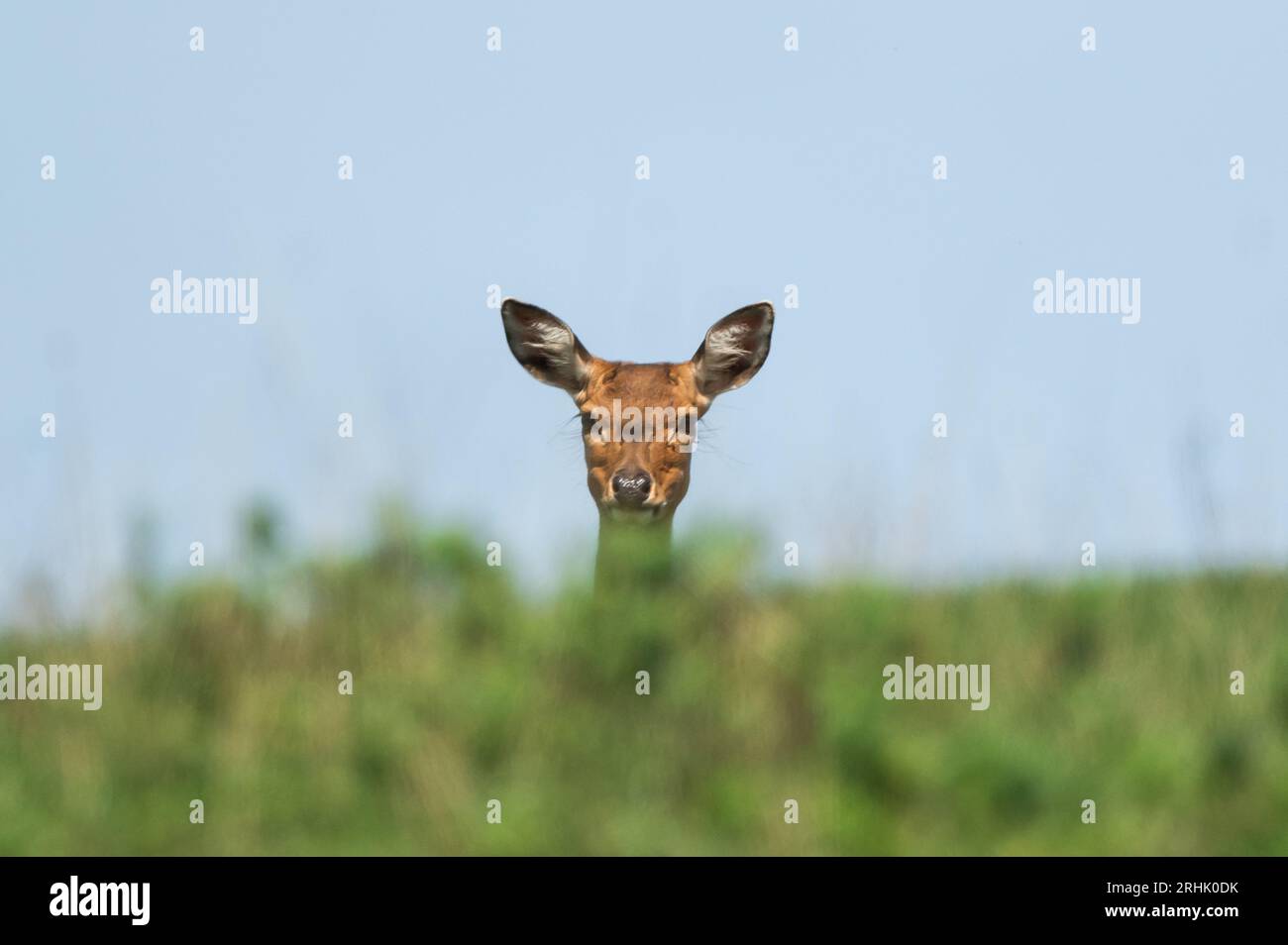 Rottweil, Deutschland. Aug. 2023. Ein Damhirsch spaziert in einem Wildgehege. Quelle: Silas Stein/dpa/Alamy Live News Stockfoto