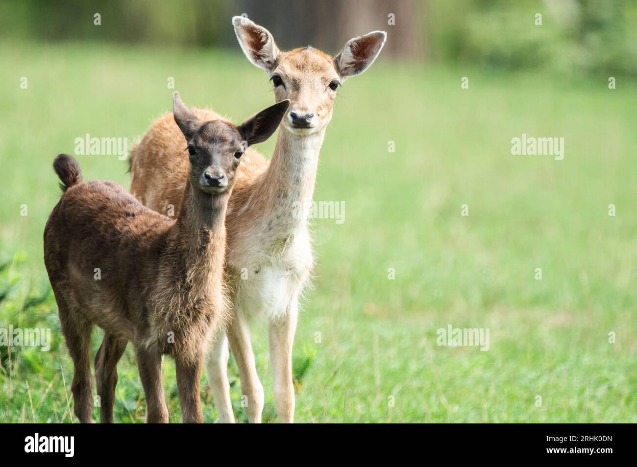 Rottweil, Deutschland. Aug. 2023. Damhirsche, die in einem Wildtiergehege spazieren. Quelle: Silas Stein/dpa/Alamy Live News Stockfoto