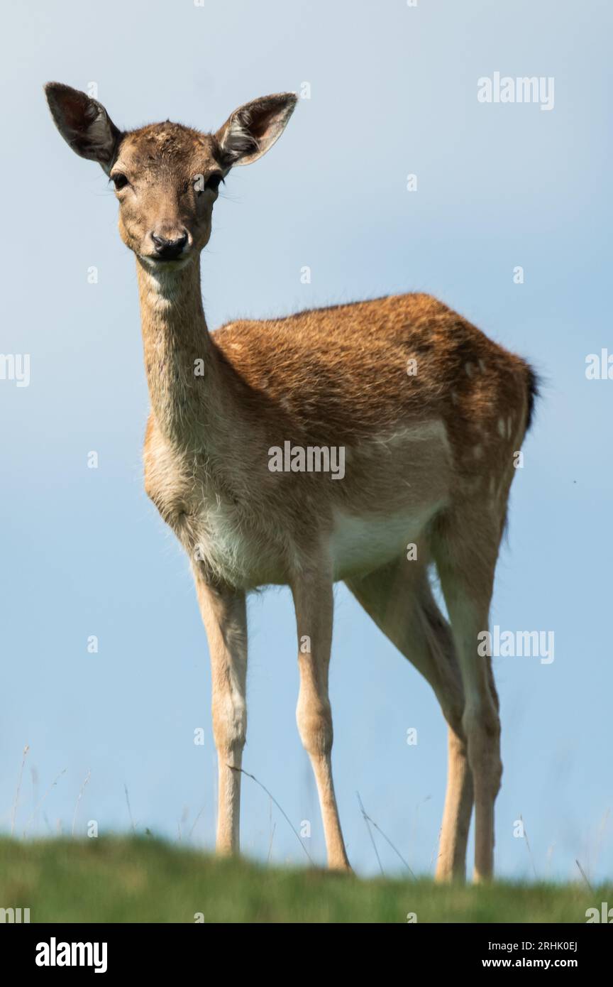 Rottweil, Deutschland. Aug. 2023. Ein Damhirsch spaziert in einem Wildgehege. Quelle: Silas Stein/dpa/Alamy Live News Stockfoto