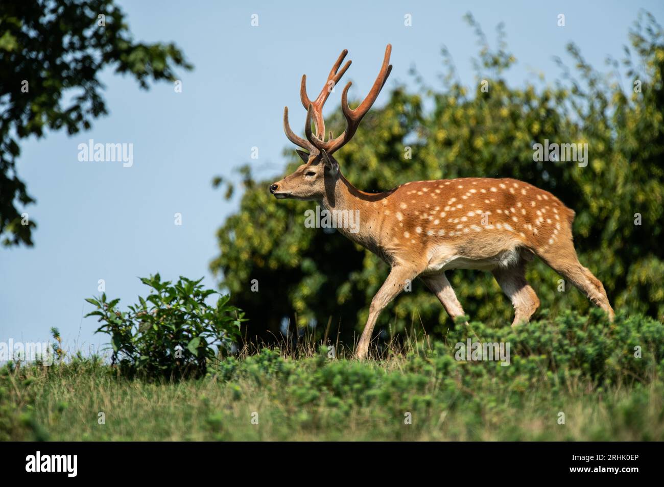 Rottweil, Deutschland. Aug. 2023. Ein Damhirsch spaziert in einem Wildgehege. Quelle: Silas Stein/dpa/Alamy Live News Stockfoto