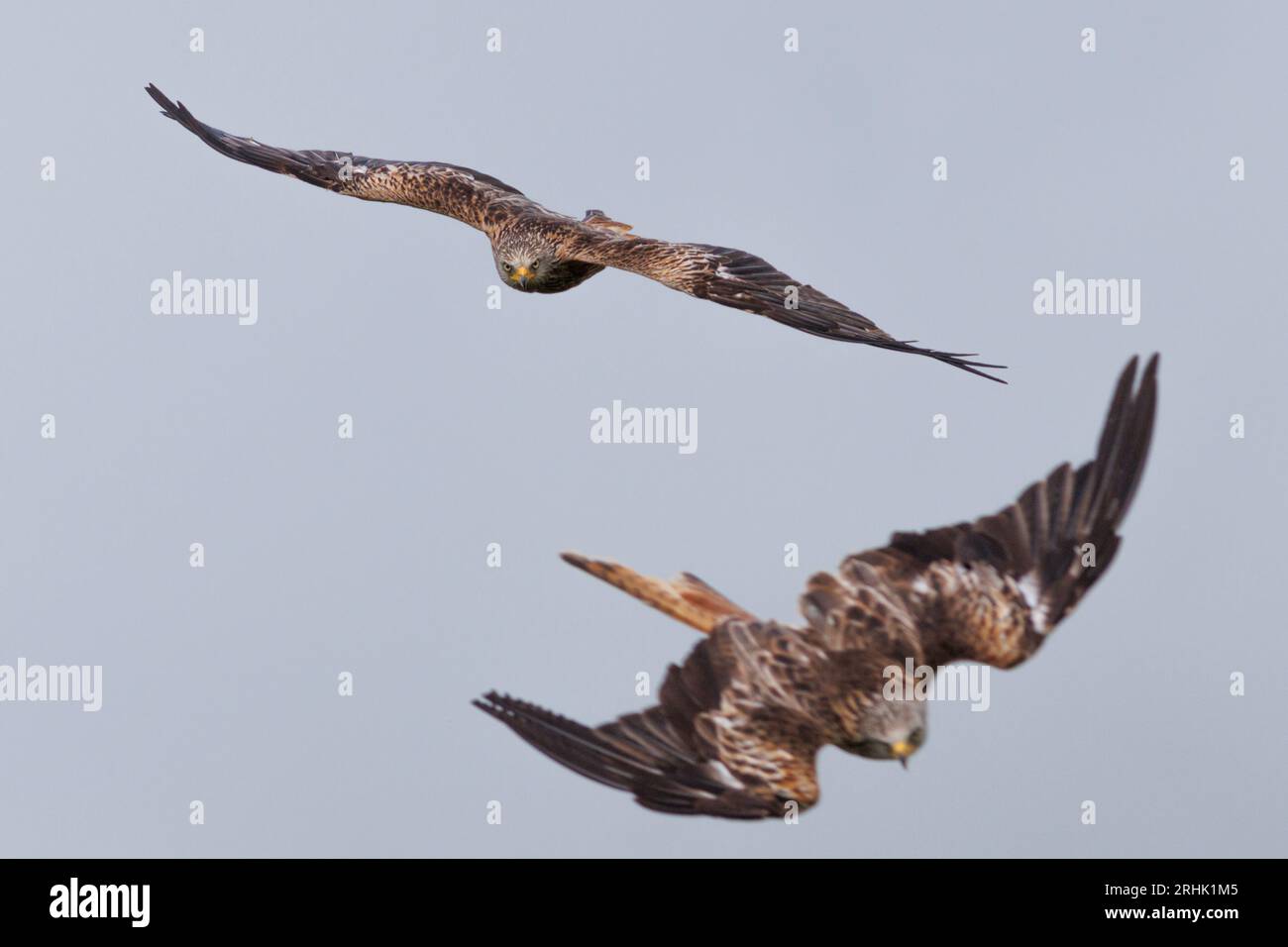 Red Kite fliegend über die walisische Landschaft, August 2023 Stockfoto