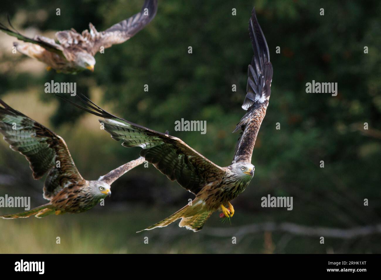 Red Kite fliegend über die walisische Landschaft, August 2023 Stockfoto