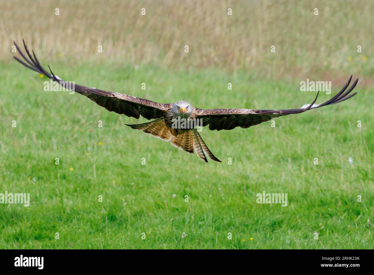Red Kite fliegend über die walisische Landschaft, August 2023 Stockfoto