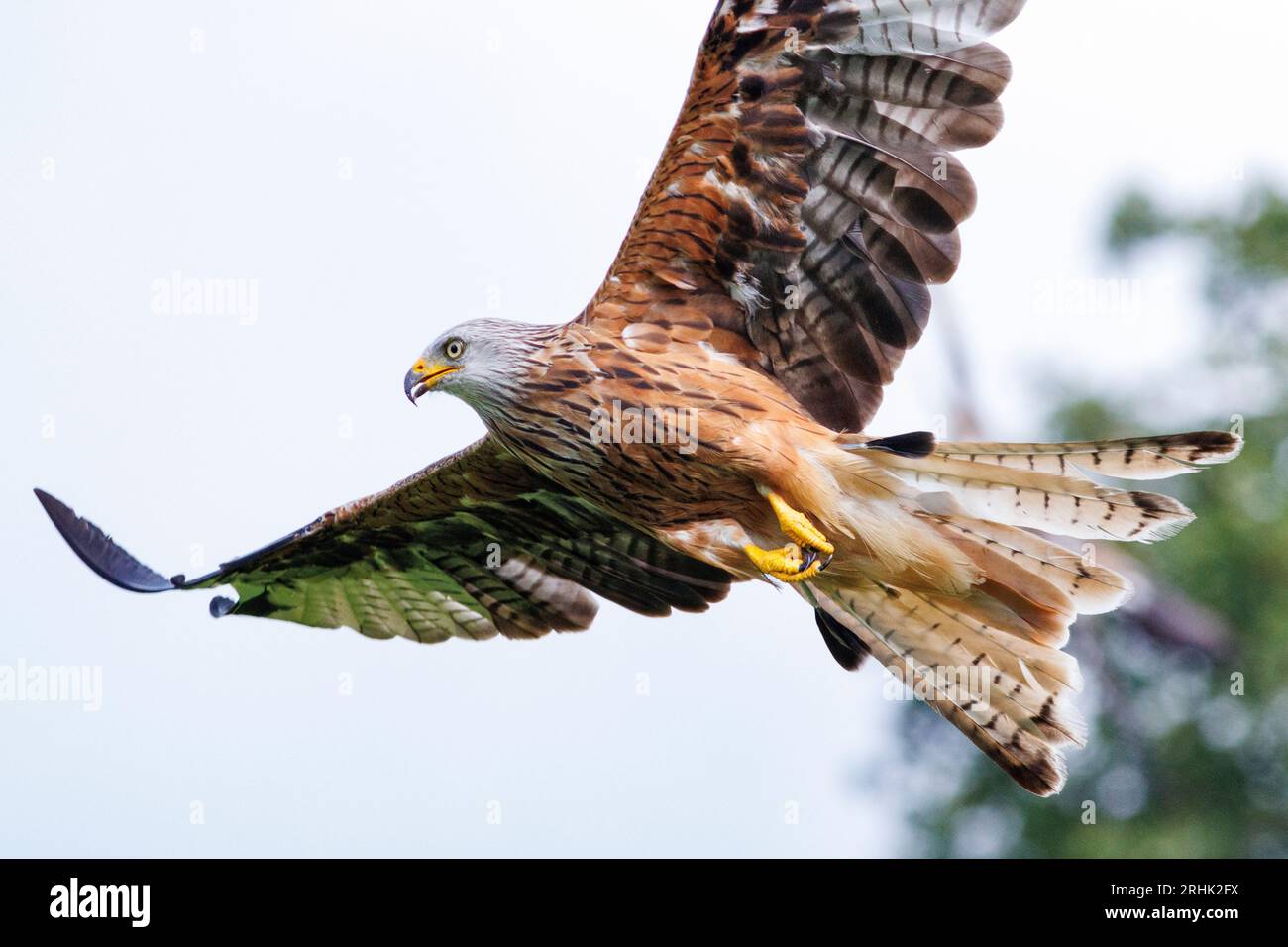 Red Kite fliegend über die walisische Landschaft, August 2023 Stockfoto