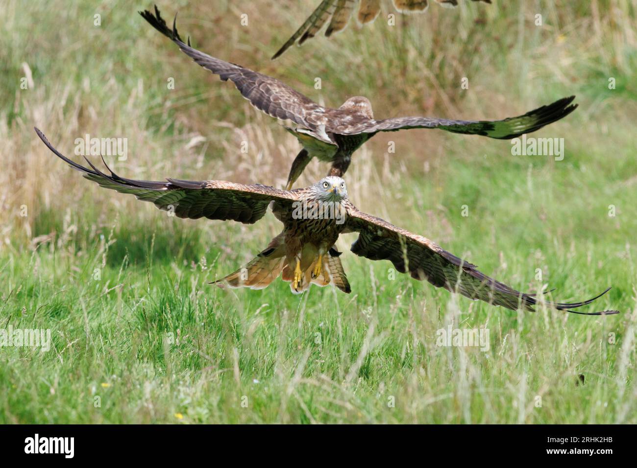 Red Kite fliegend über die walisische Landschaft, August 2023 Stockfoto