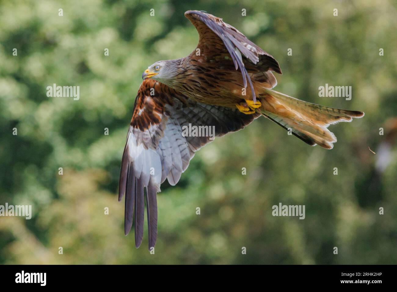 Red Kite fliegend über die walisische Landschaft, August 2023 Stockfoto