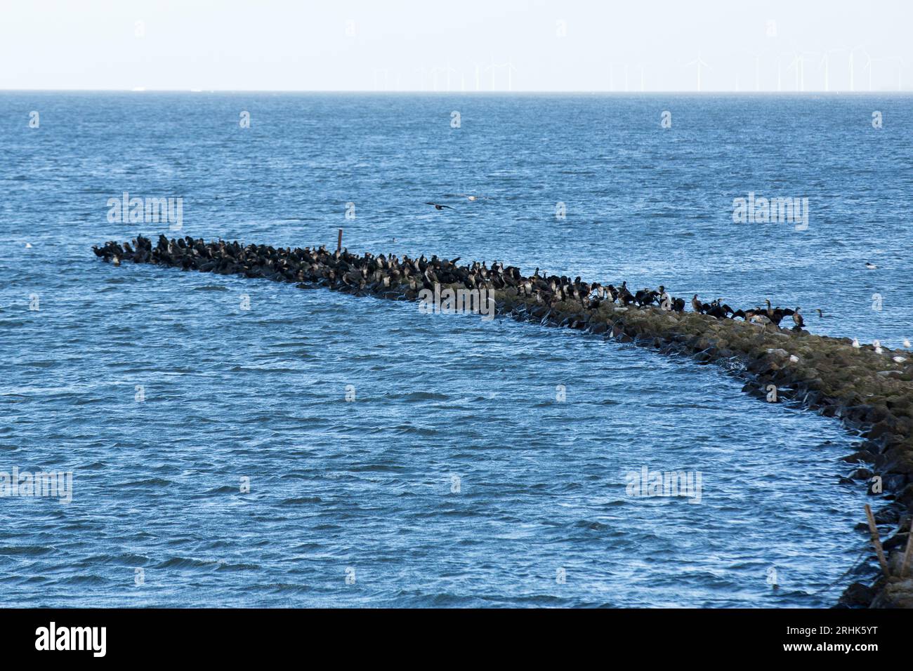 Lelystad, Niederlande. Januar 2023. Eine Vogelschar, die auf dem Wellenbrecher rund um den 27 Kilometer langen Staudamm Houtribdijk sitzt, der die Städte Lelystad und Enkhuizen in den Niederlanden verbindet. Entlang des Staudamms, zwischen dem malerischen Markermeer und dem IJsselmeer verläuft die N307-Route. (Foto: Karol Serewis/SOPA Images/SIPA USA) Credit: SIPA USA/Alamy Live News Stockfoto