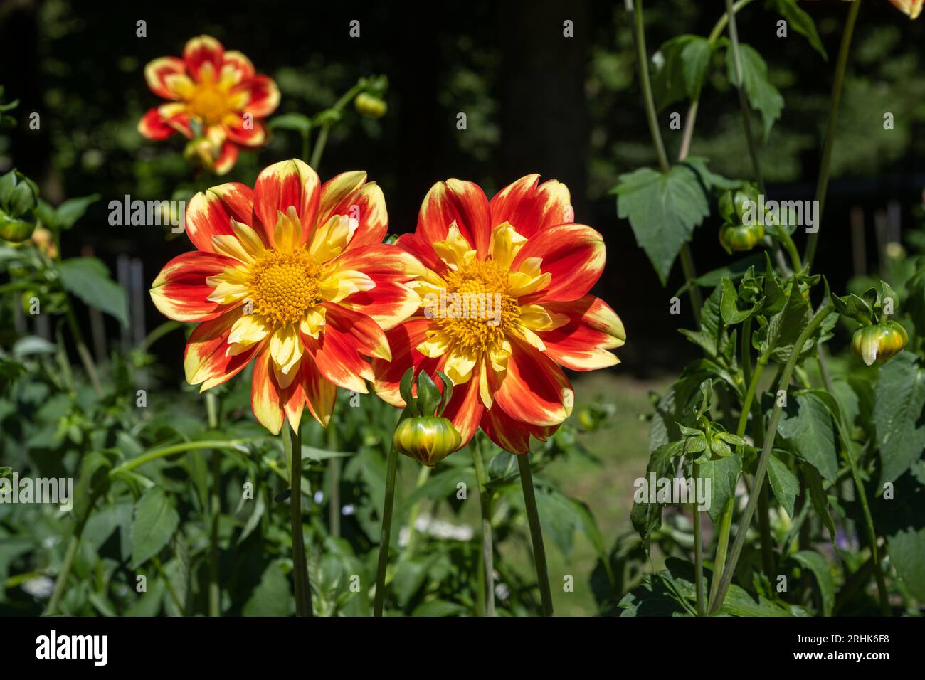 Die Dahlia (Name Hapet Harmony) im Dahliengarten Baden Baden nahe der lichtentaler Gasse. Baden Baden, Baden Württemberg, Deutschland Stockfoto