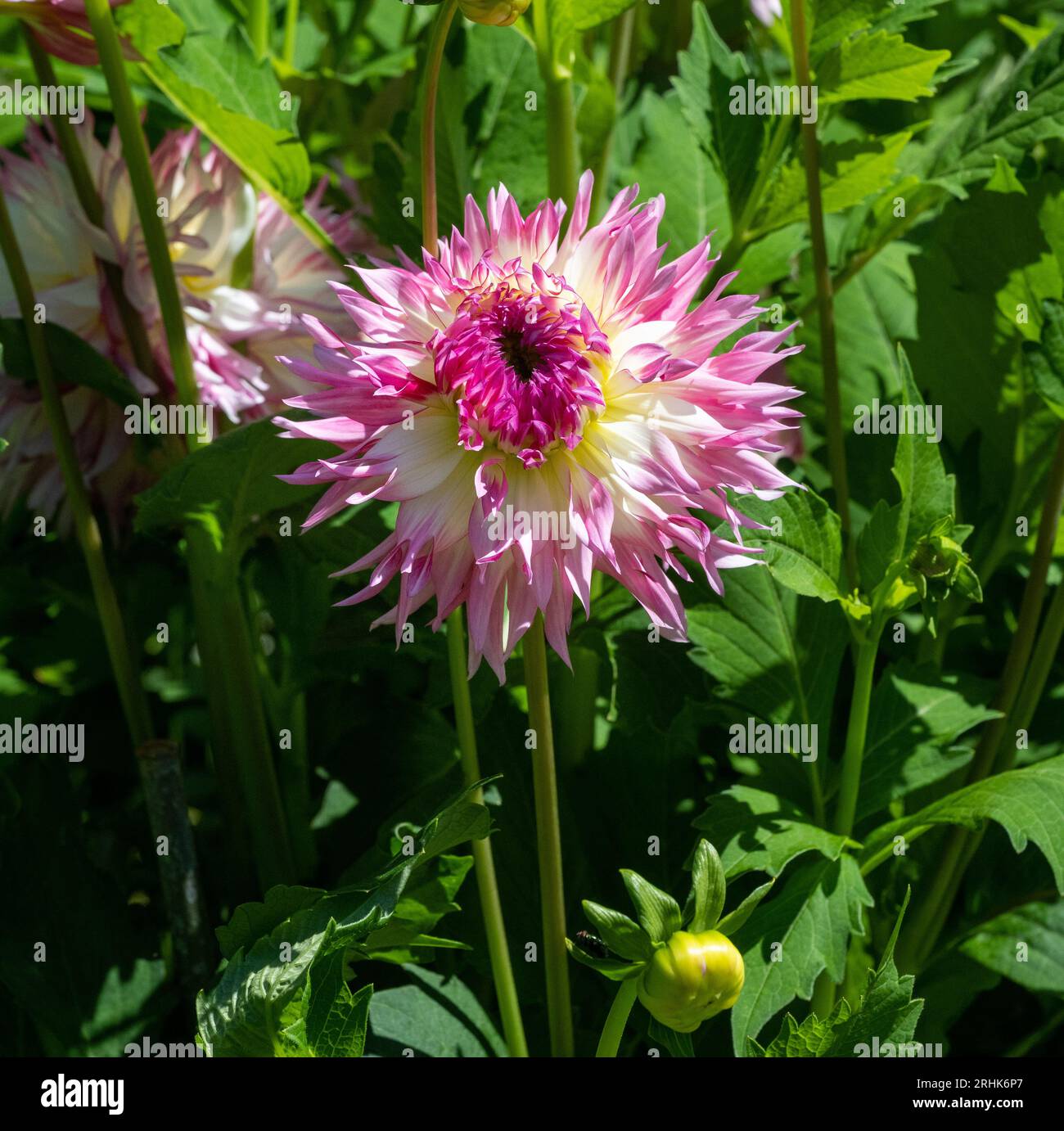 Die Dahlia (Name: Hapet Sweetheart) im Dahliengarten Baden Baden nahe der lichtentaler Allee. Baden Baden, Baden Württemberg, Deutschland Stockfoto