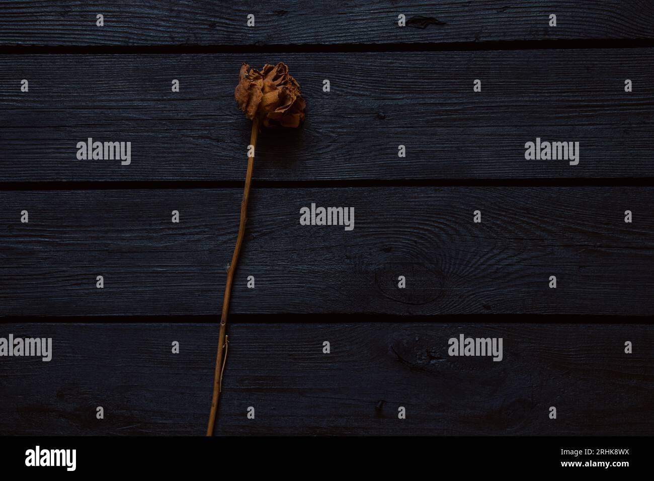 Eine trockene Rose liegt auf einem schwarzen Holzbrett als Hintergrund Stockfoto