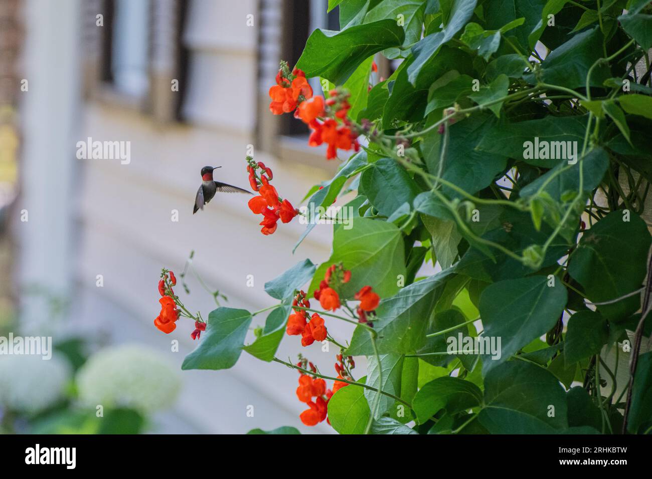 Rubinenkehlvogel (Archilochus colubris), die sich von einem Vogelfutter und Gartenpflanzen im Garten ernähren Stockfoto