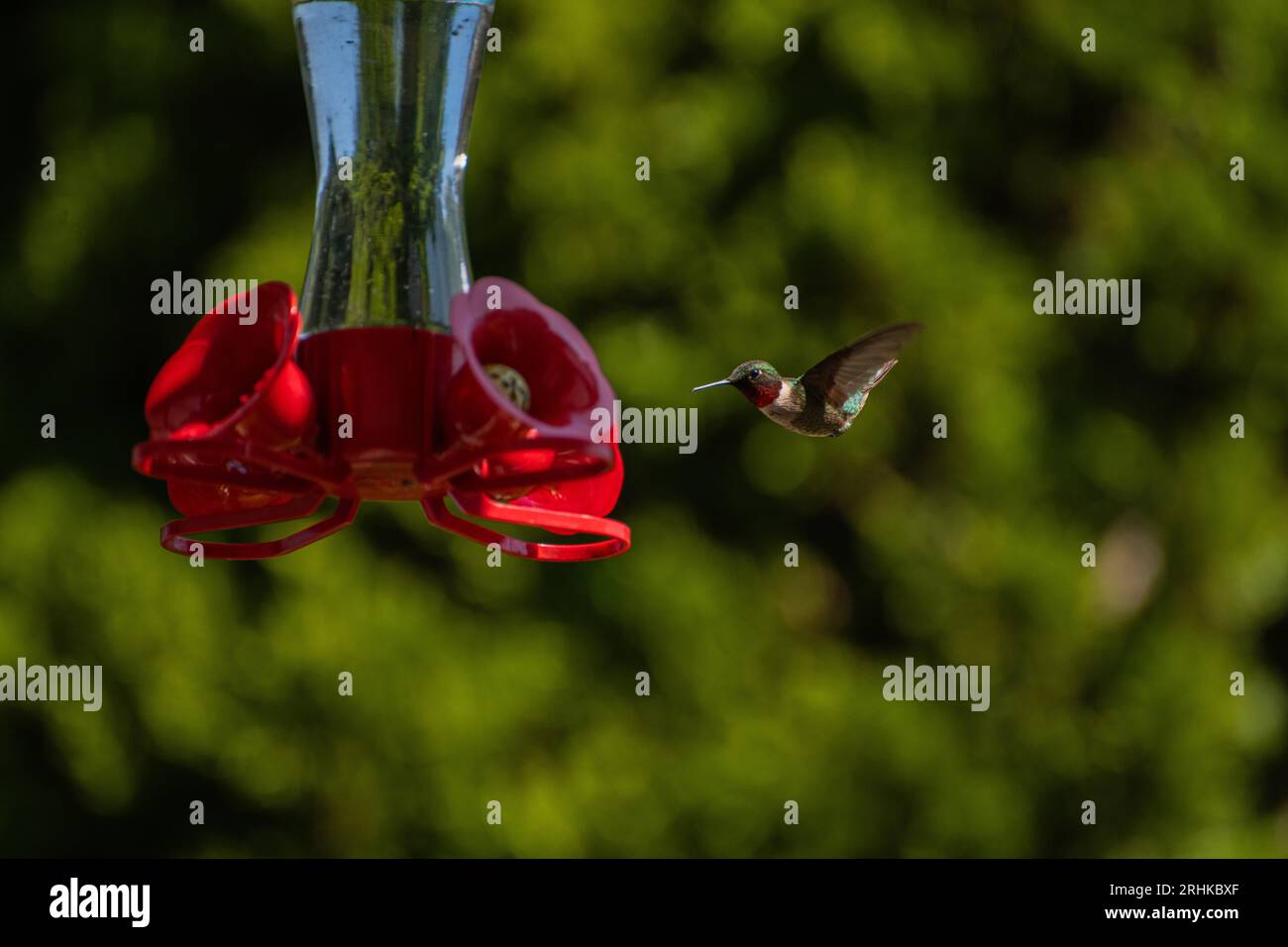 Rubinenkehlvogel (Archilochus colubris), die sich von einem Vogelfutter und Gartenpflanzen im Garten ernähren Stockfoto
