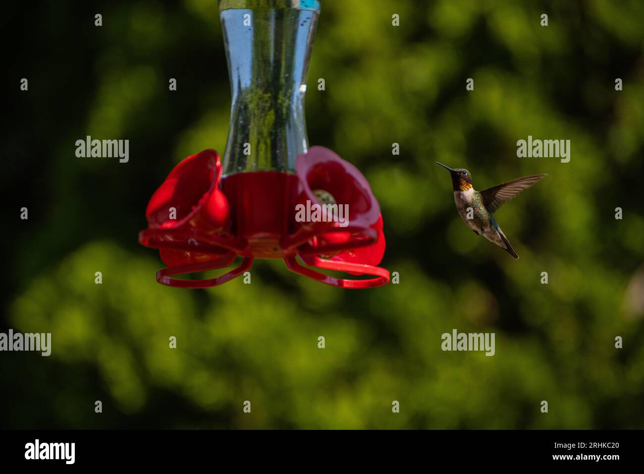 Rubinenkehlvogel (Archilochus colubris), die sich von einem Vogelfutter und Gartenpflanzen im Garten ernähren Stockfoto