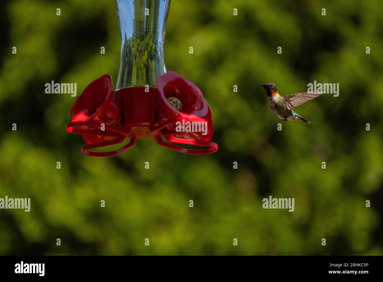 Rubinenkehlvogel (Archilochus colubris), die sich von einem Vogelfutter und Gartenpflanzen im Garten ernähren Stockfoto