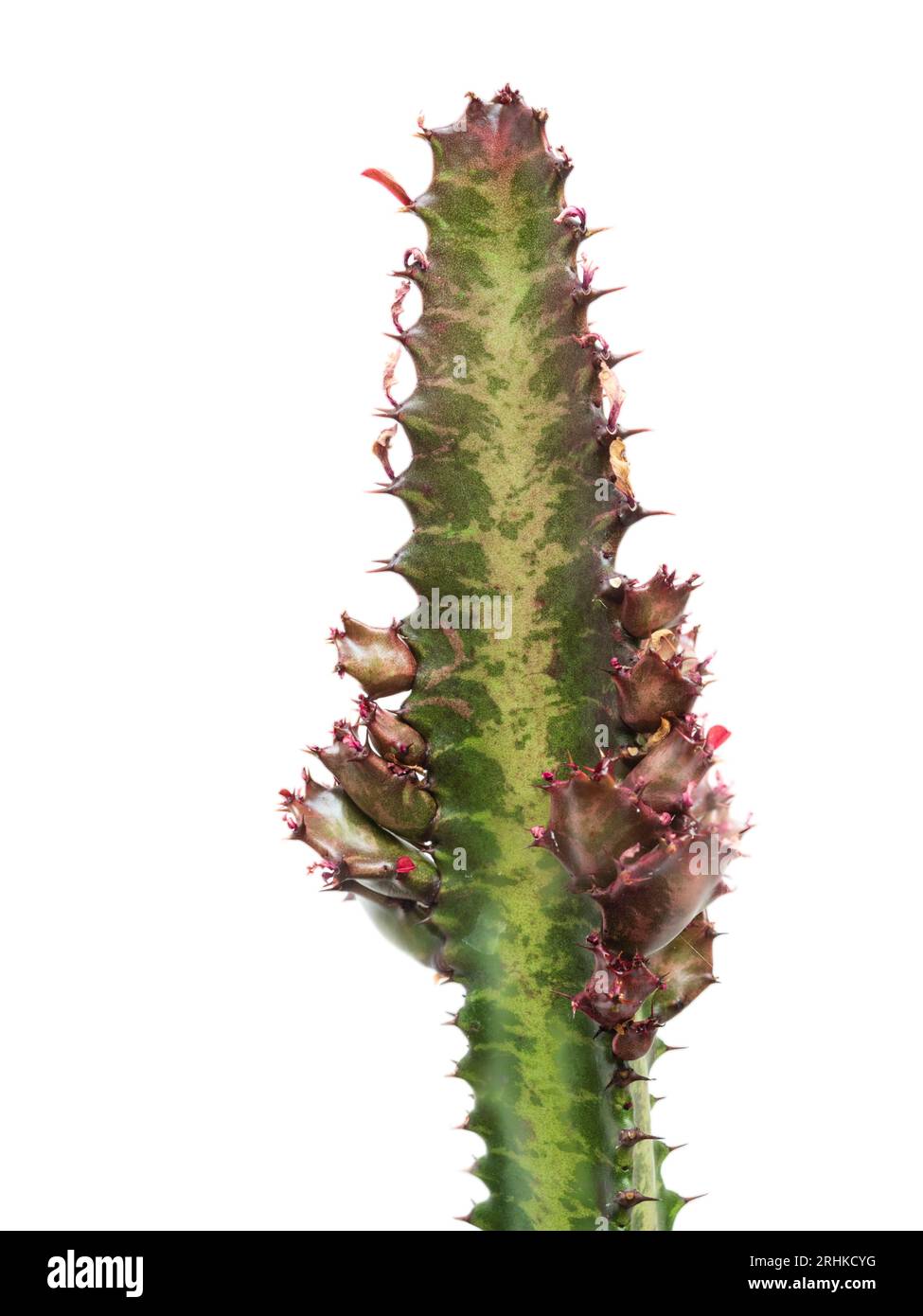 Stamm mit sich entwickelnden Zweigen des zarten Hauses oder Gewächshauses Sukkulent, Euphorbia trigona, afrikanischer Milchbaum Stockfoto