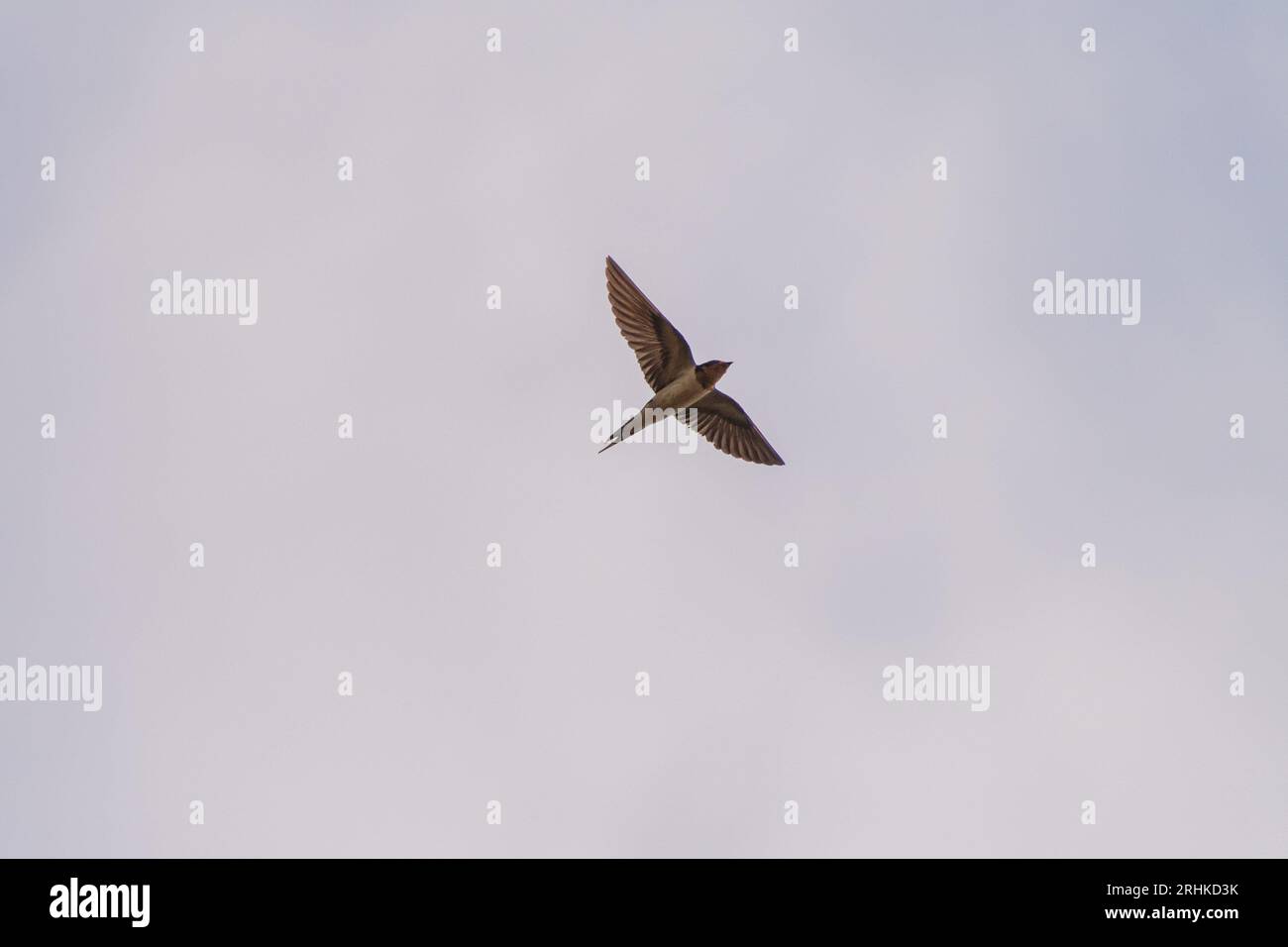 Hirundo rustica, ein Schwalbenvogel, der auf Wolfe Island, Ontario, Kanada, über den Lake Ontario fliegt und Insekten jagt Stockfoto