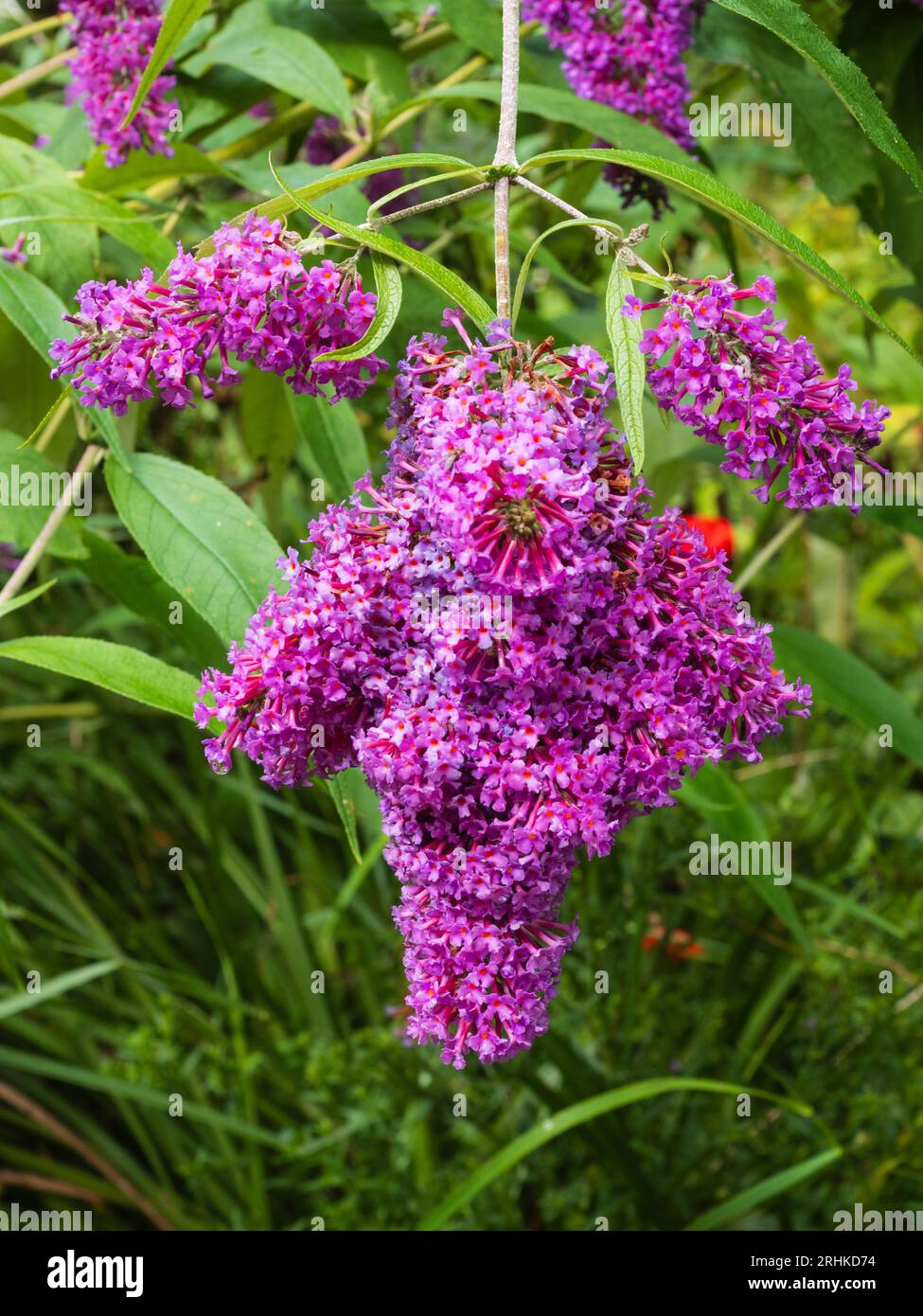 Ungewöhnliche verzweigte Stiefmütterchen, beladen mit duftenden Blüten des harten Schmetterlingsbusches, Buddleja davidii „Dartmoor“ Stockfoto