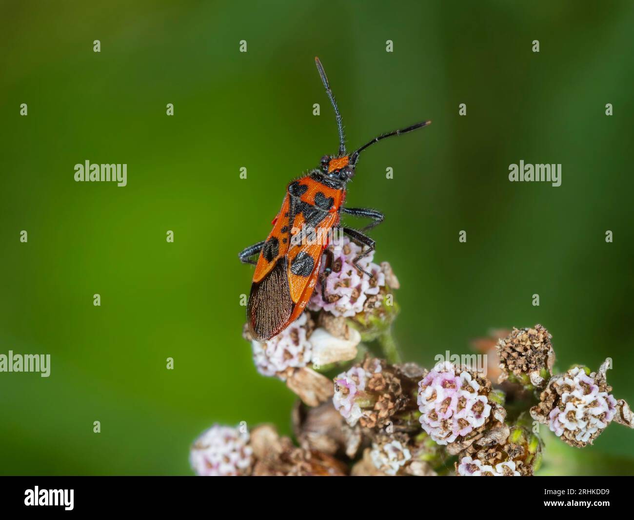 Rote und schwarze Färbung einer erwachsenen britischen Rhopald-Käfer, Corizus hyoscyami, auf Schafgarbe, Achillea millefolium Stockfoto