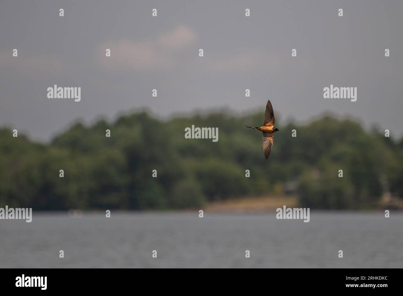 Hirundo rustica, ein Schwalbenvogel, der auf Wolfe Island, Ontario, Kanada, über den Lake Ontario fliegt und Insekten jagt Stockfoto