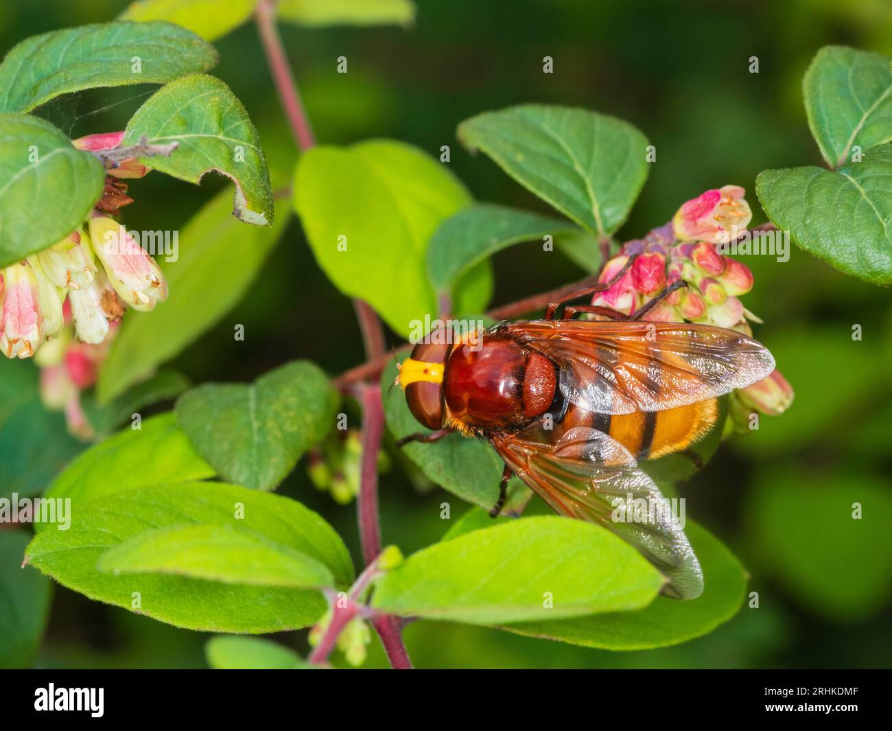 Weibliche Hornissen imitieren UK hoverfly, Volucella zonaria, auf den Blüten der Schnebeere, Symphoricarpus albus Stockfoto
