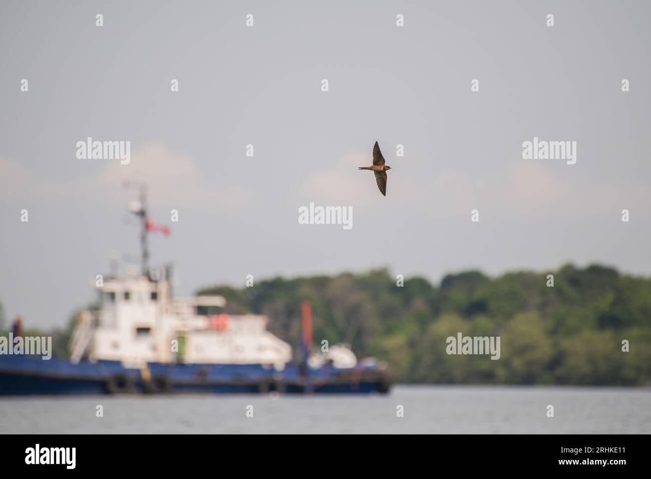 Hirundo rustica, ein Schwalbenvogel, der auf Wolfe Island, Ontario, Kanada, über den Lake Ontario fliegt und Insekten jagt Stockfoto
