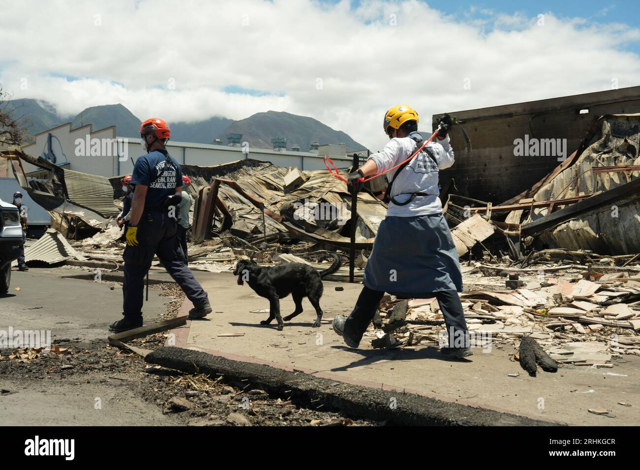Lahaina, Vereinigte Staaten. August 2023. FEMA Urban Search verwendet Leichenhunde, um die Brandzone nach Waldbränden zu durchsuchen, die über Maui City, 13. August 2023 in Lahaina, Maui, Hawaii, gefegt wurden. Waldbrände, die durch starke Winde angefacht wurden, töteten mindestens 100 Menschen und zerstörten Tausende von Häusern auf der Insel. Quelle: Dominick Del Vecchio/FEMA/Alamy Live News Stockfoto