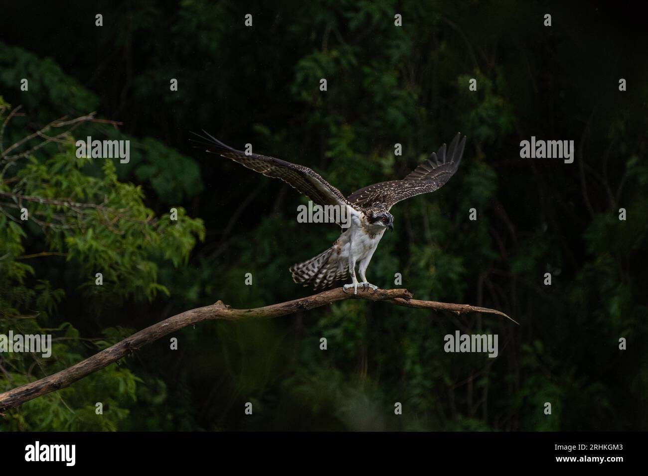 Der juvenile Fischadler (Pandion haliaetus) breitet seine Flügel vor dem Flug aus, während er auf einem Zweig mit Blick auf den Ontario-See in einem bewaldeten Gebiet thront Stockfoto