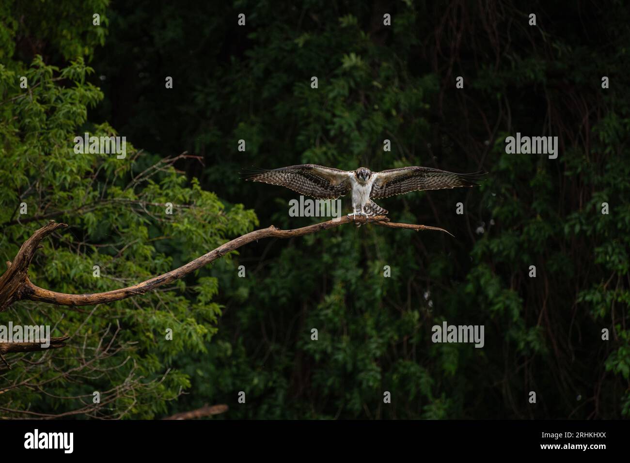 Der juvenile Fischadler (Pandion haliaetus) breitet seine Flügel vor dem Flug aus, während er auf einem Zweig mit Blick auf den Ontario-See in einem bewaldeten Gebiet thront Stockfoto