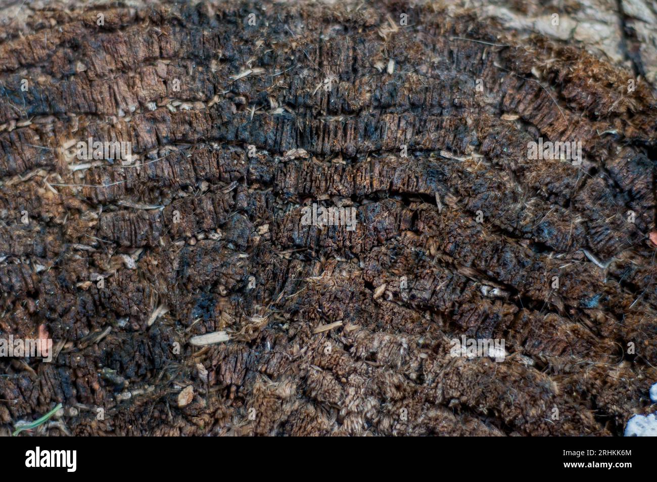 Struktur des Stammes aus Kokosnussbäumen Stockfoto